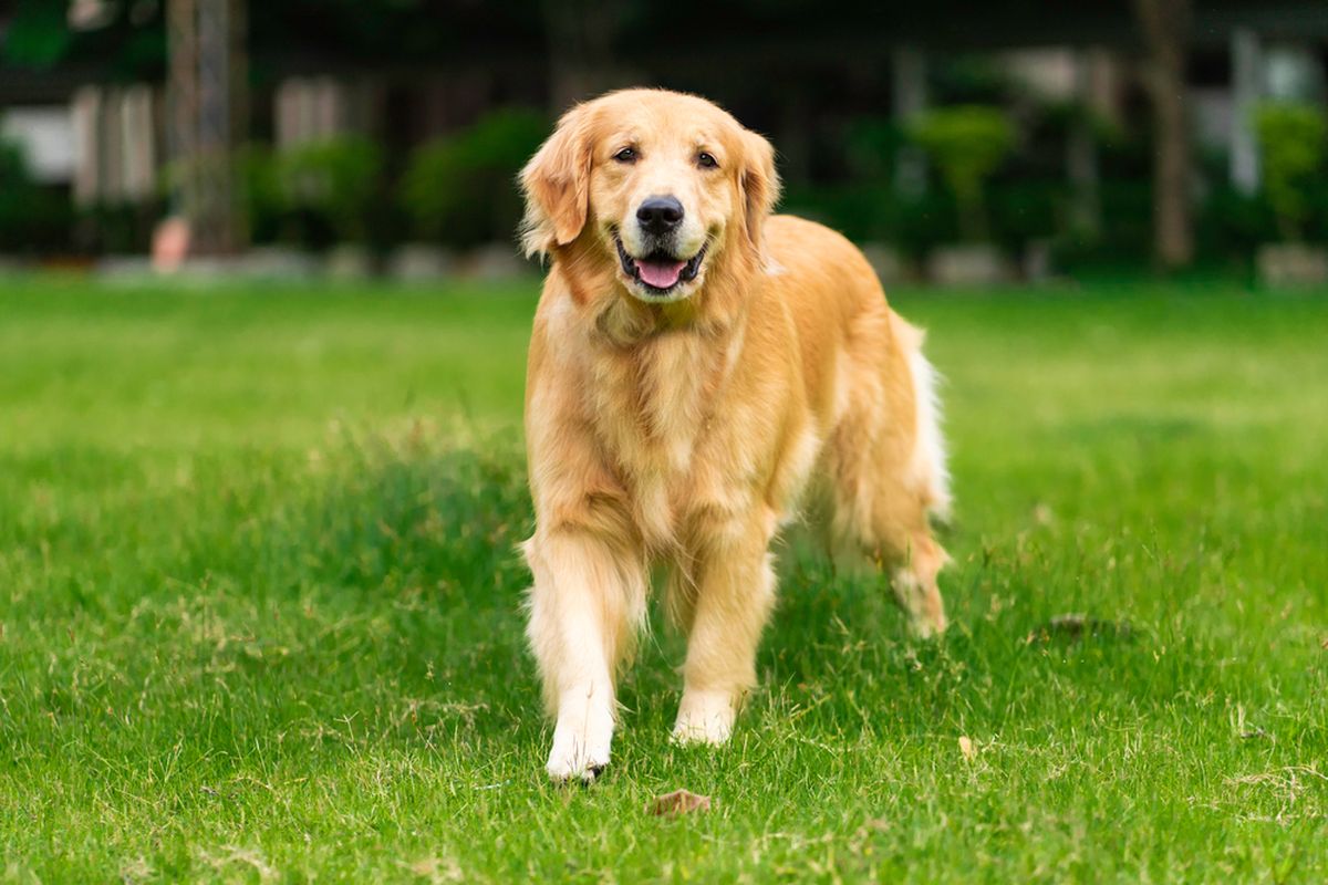 Golden Retriever Anjing Ramah dan Pintar yang Suka Beraktivitas