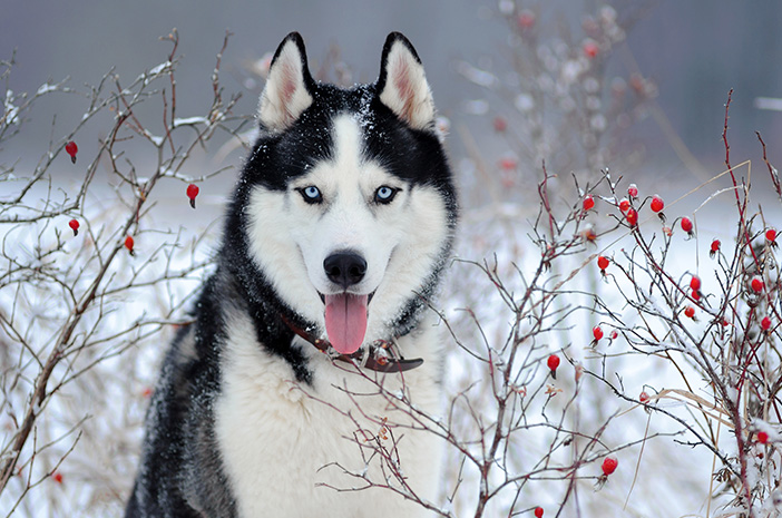 Siberian Husky: Kepribadian Kuat dan Perawatan yang Tepat