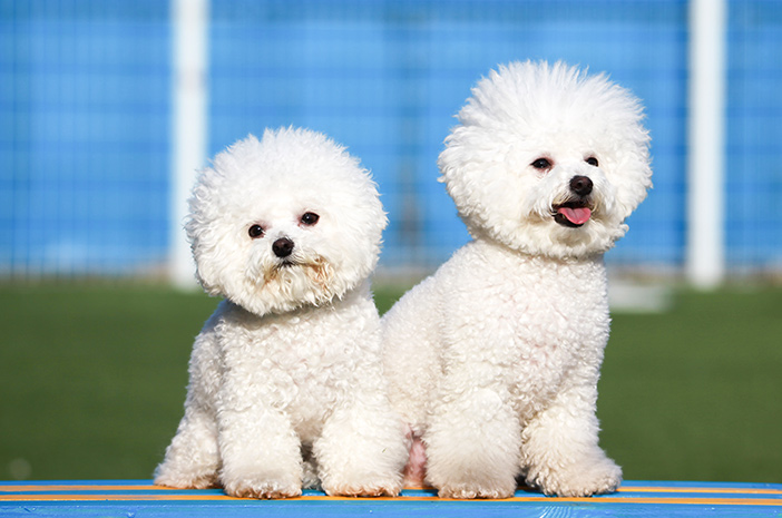 Bichon Frise Ras Anjing yang Lucu dan Ramah untuk Keluarga