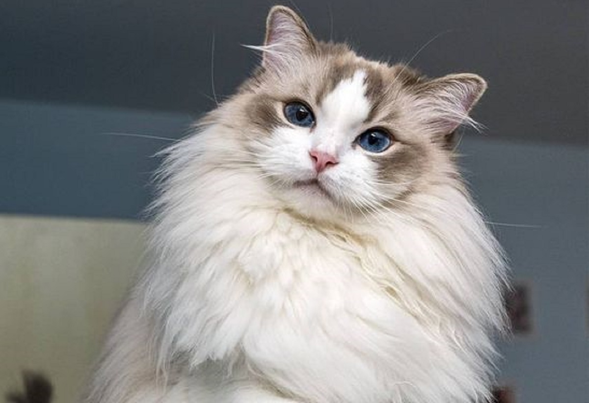 Kucing Ragdoll: Karakteristik dan Keunikan Ras yang Menawan