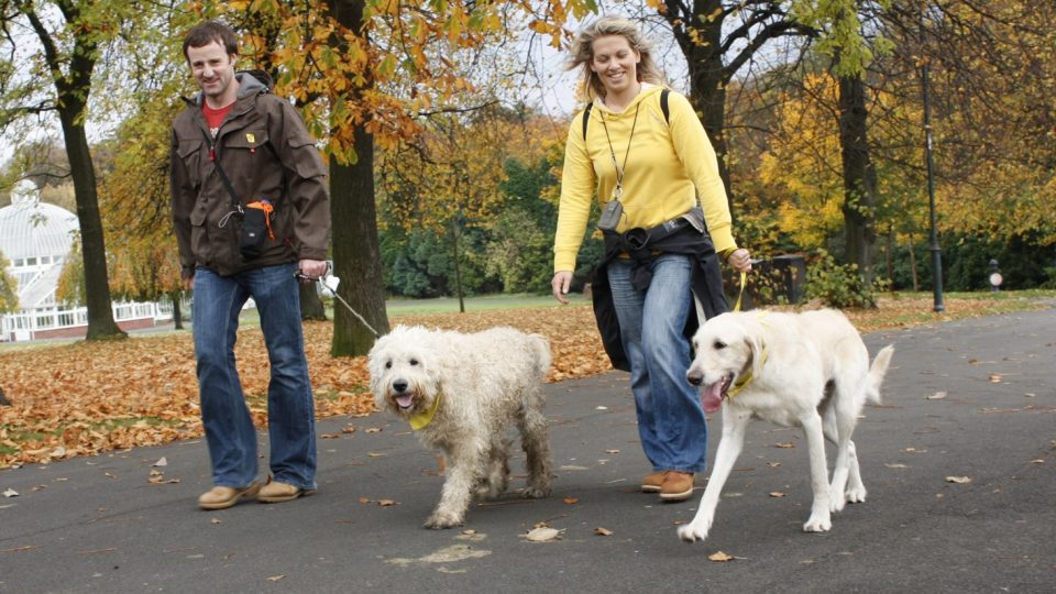 Dog Walking: Aktivitas Sederhana yang Bermanfaat untuk Anjing
