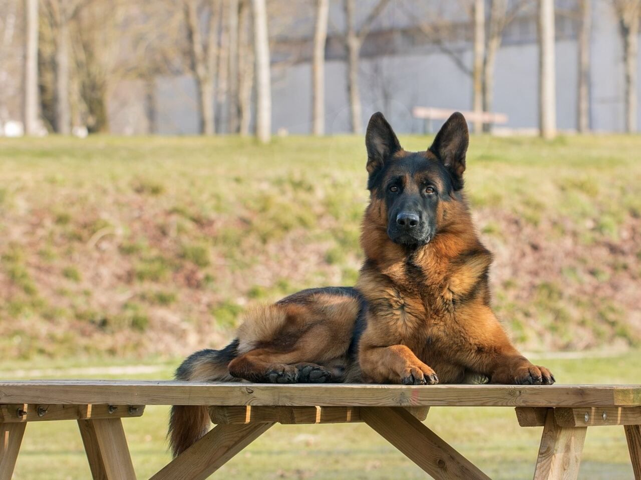 German Shepherd: Anjing Pekerja dengan Kepribadian Luar Biasa