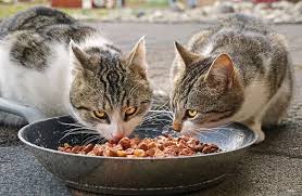 Tips Memberi Makan Kucing agar Tetap Sehat dan Aktif