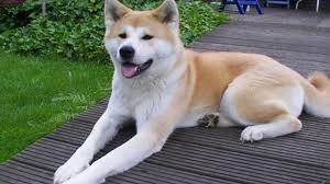 Akita Inu Premium