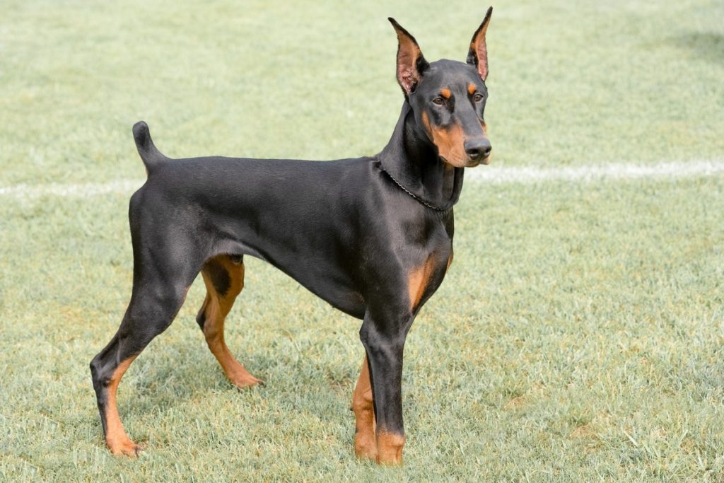 Doberman: Sahabat Setia Dengan Insting Pelindung yang Kuat