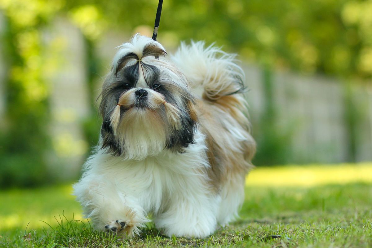 Shih Tzu Anjing Kecil