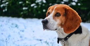 Ras Anjing Beagle