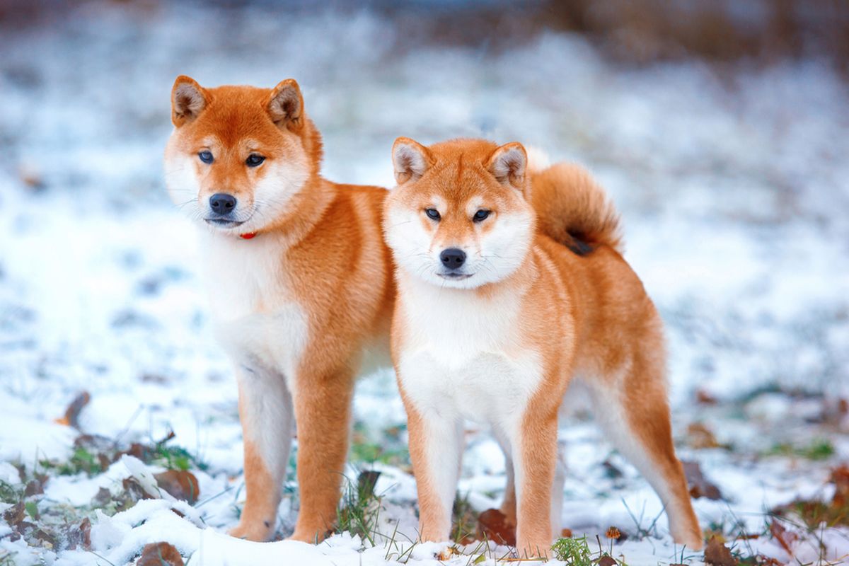 Shiba Inu: Anjing Berkelas yang Menjadi Favorit Para Premium