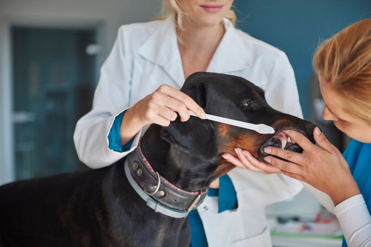 Perawatan Gigi Anjing: Panduan Praktis untuk Pemilik yang Sibuk