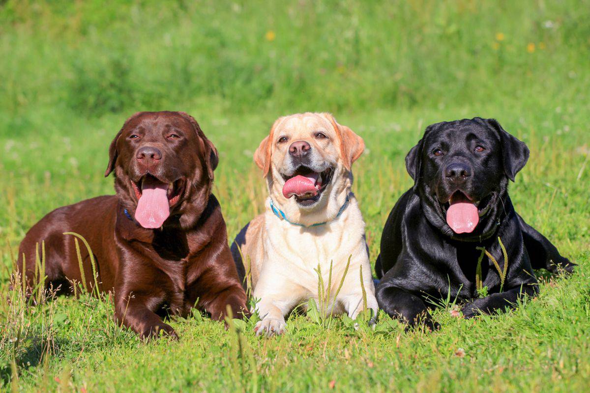 Labrador Retriever: Sahabat Setia dan Anjing Keluarga Ideal