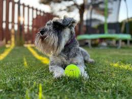 Miniature Schnauzer: Anjing Kecil yang Setia dengan Keluarga