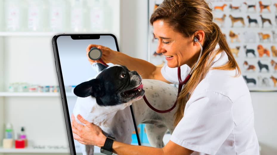 Telemedicine Hewan