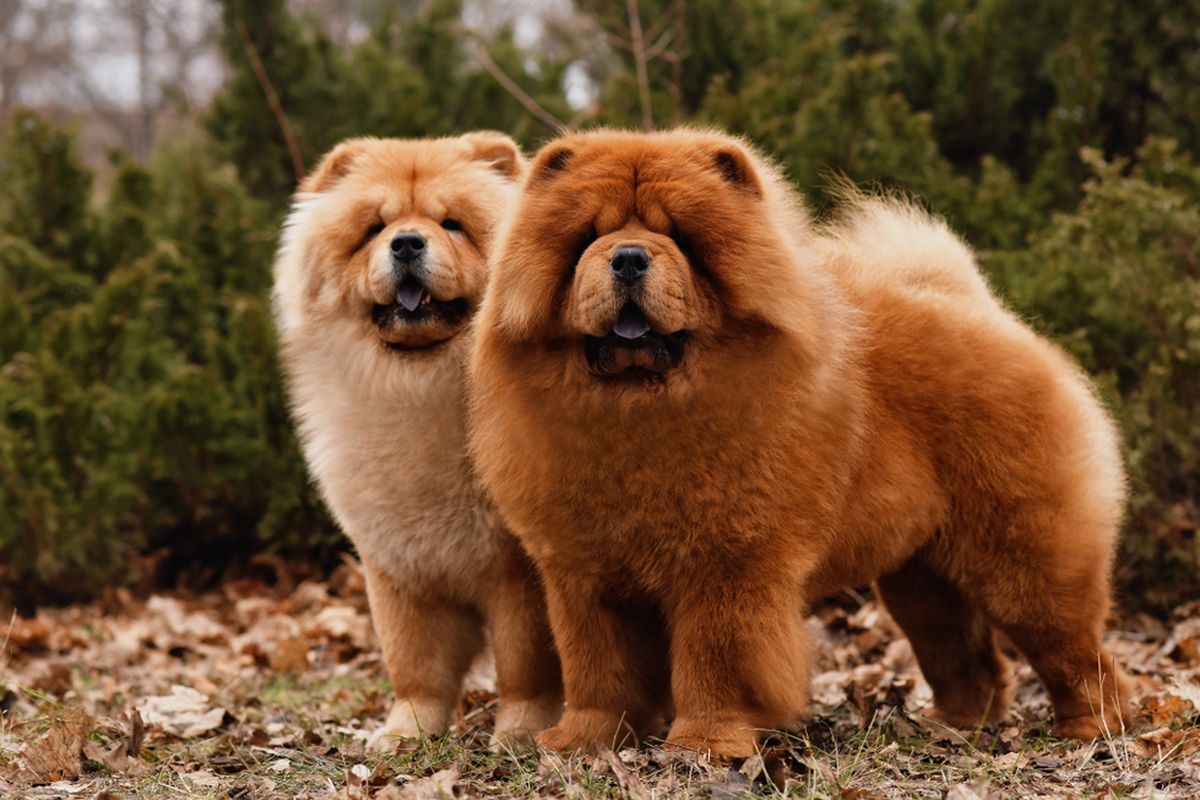 Chow Chow: Anjing Unik