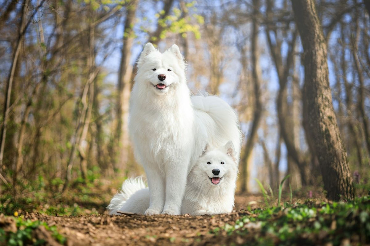 Anjing Samoyed