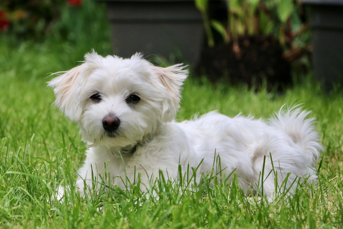 Anjing Maltese
